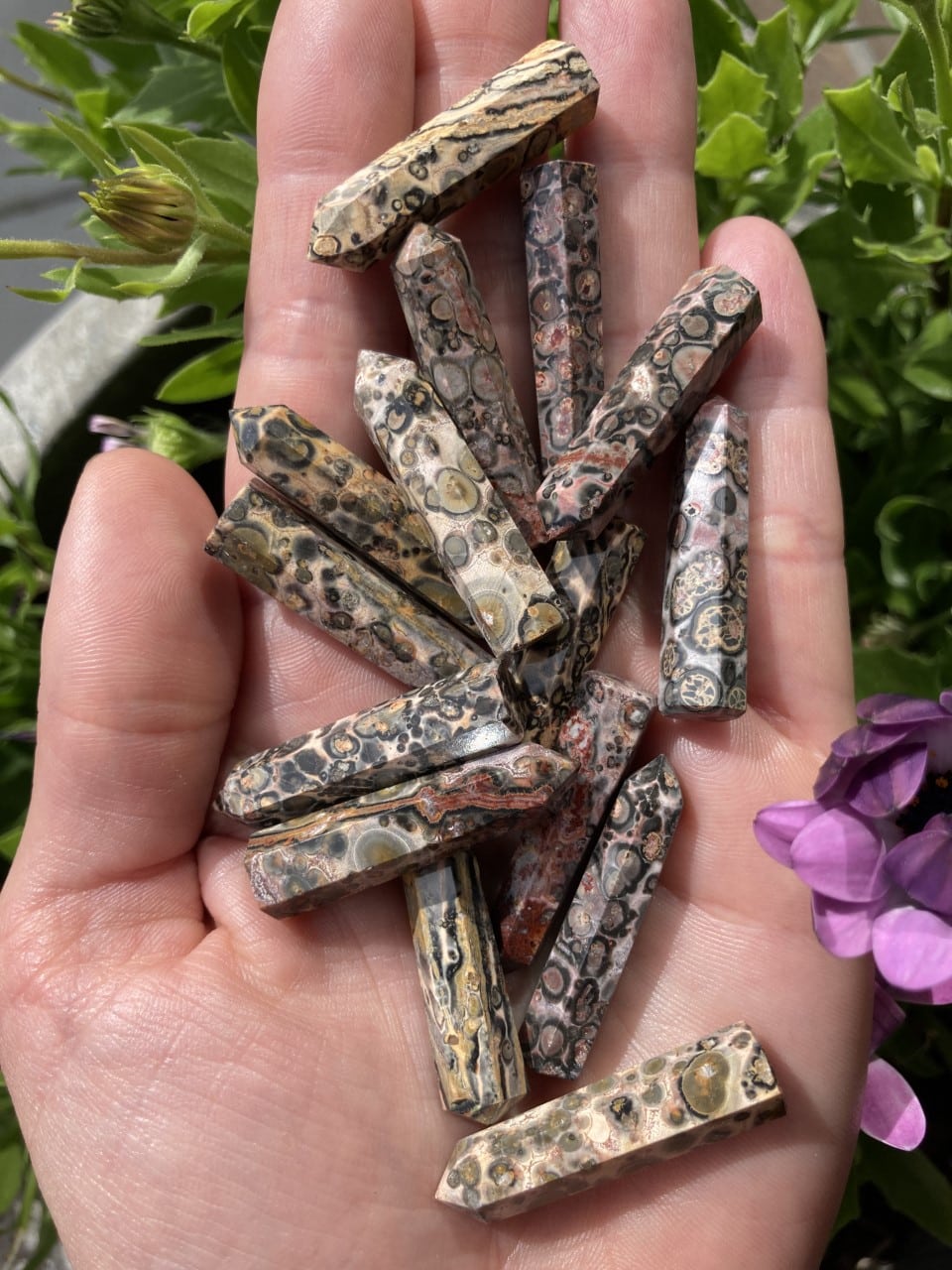 Håndfuld af jaspis leopard spidser med unikke mønstre og farver, omringet af grønne blade og lilla blomst.