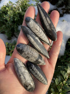 Orthoceras