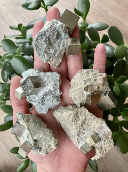 En hånd holder fem stykker modersten med to pyrit-kuber, med grønne planter i baggrunden.