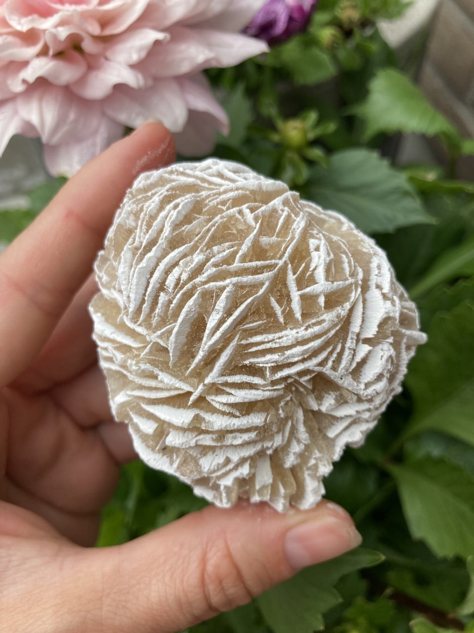 En hånd holder en sandrose med folderet struktur, mens blomster ses i baggrunden.