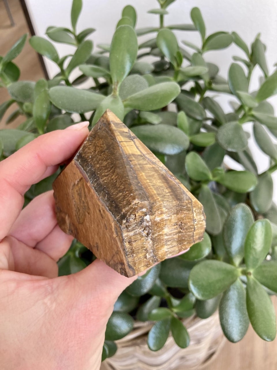 Tigerøje spids holdt i hånd foran en grøn potteplante.